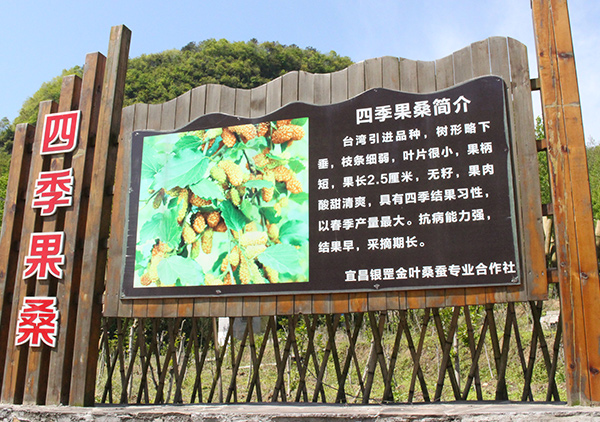 1590376099239193.jpg 四季果桑.jpg