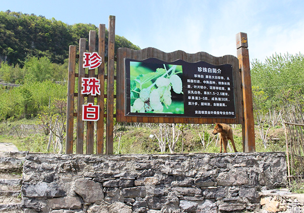 1590376122484681.jpg 珍珠白.jpg