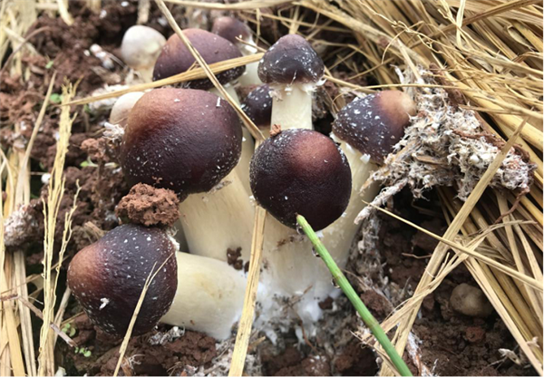 1617261347592658.png 圖片4_副本.png