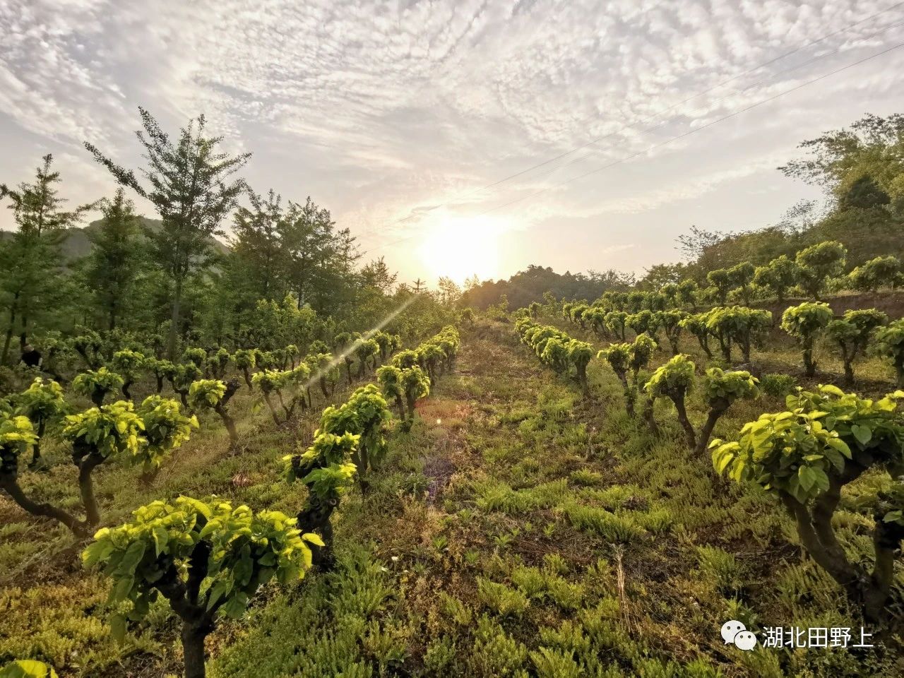 1677654851378164.jpg 1677654851378164.jpg