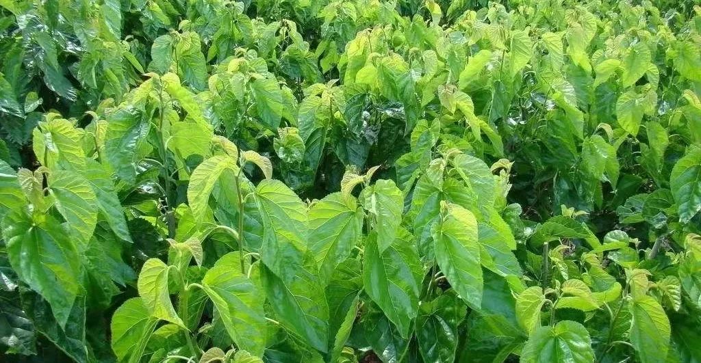 1677833189851780.jpg 1677833189851780.jpg